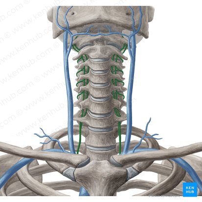 Vena vertebralis (Wirbelvene); Bild: Yousun Koh