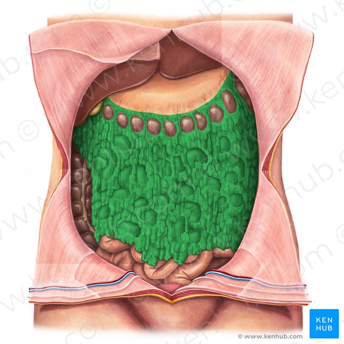 Greater omentum (Omentum majus); Image: Irina Münstermann