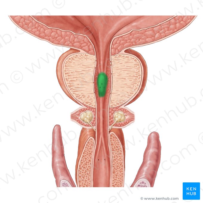 Collicule séminal (Colliculus seminalis); Image : Samantha Zimmerman