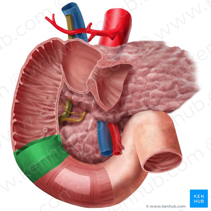 Inferior duodenal flexure (Flexura inferior duodeni); Image: Begoña Rodriguez