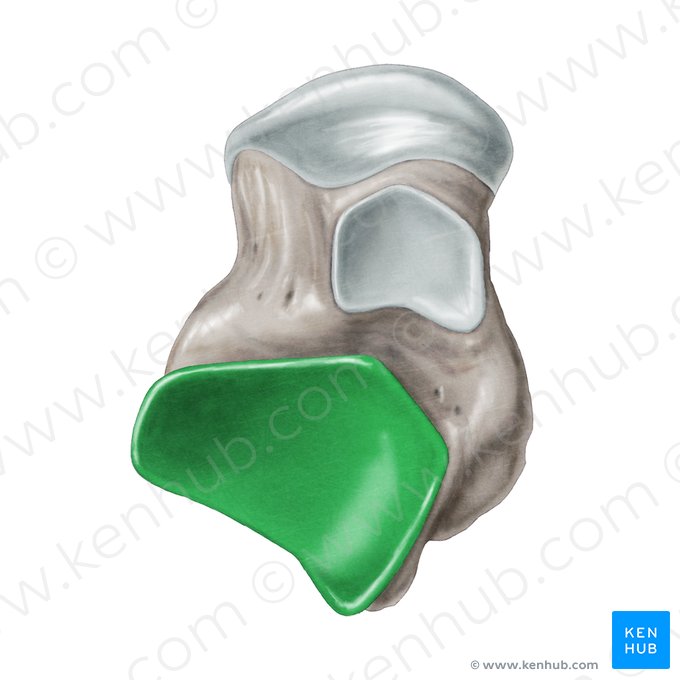 Carilla articular posterior para el calcáneo del talus (Facies articularis calcanea posterior ossis tali); Imagen: Samantha Zimmerman