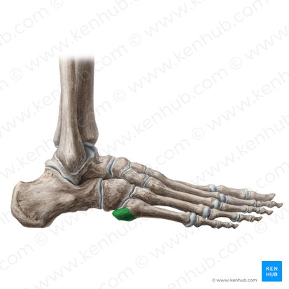 Tuberosity of 5th metatarsal bone (Tuberositas ossis 5 metatarsi); Image: Liene Znotina