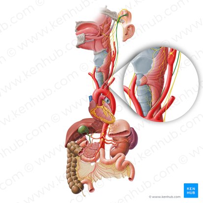 Ramo cardíaco cervical superior del nervio vago (Ramus cardiacus cervicalis superior nervi vagi); Imagen: Paul Kim