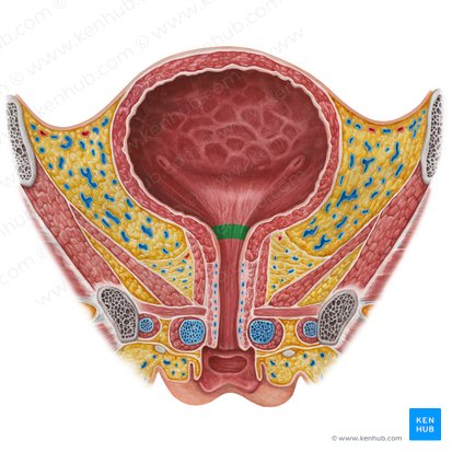 Neck of urinary bladder (Cervix vesicae urinariae); Image: Irina Münstermann