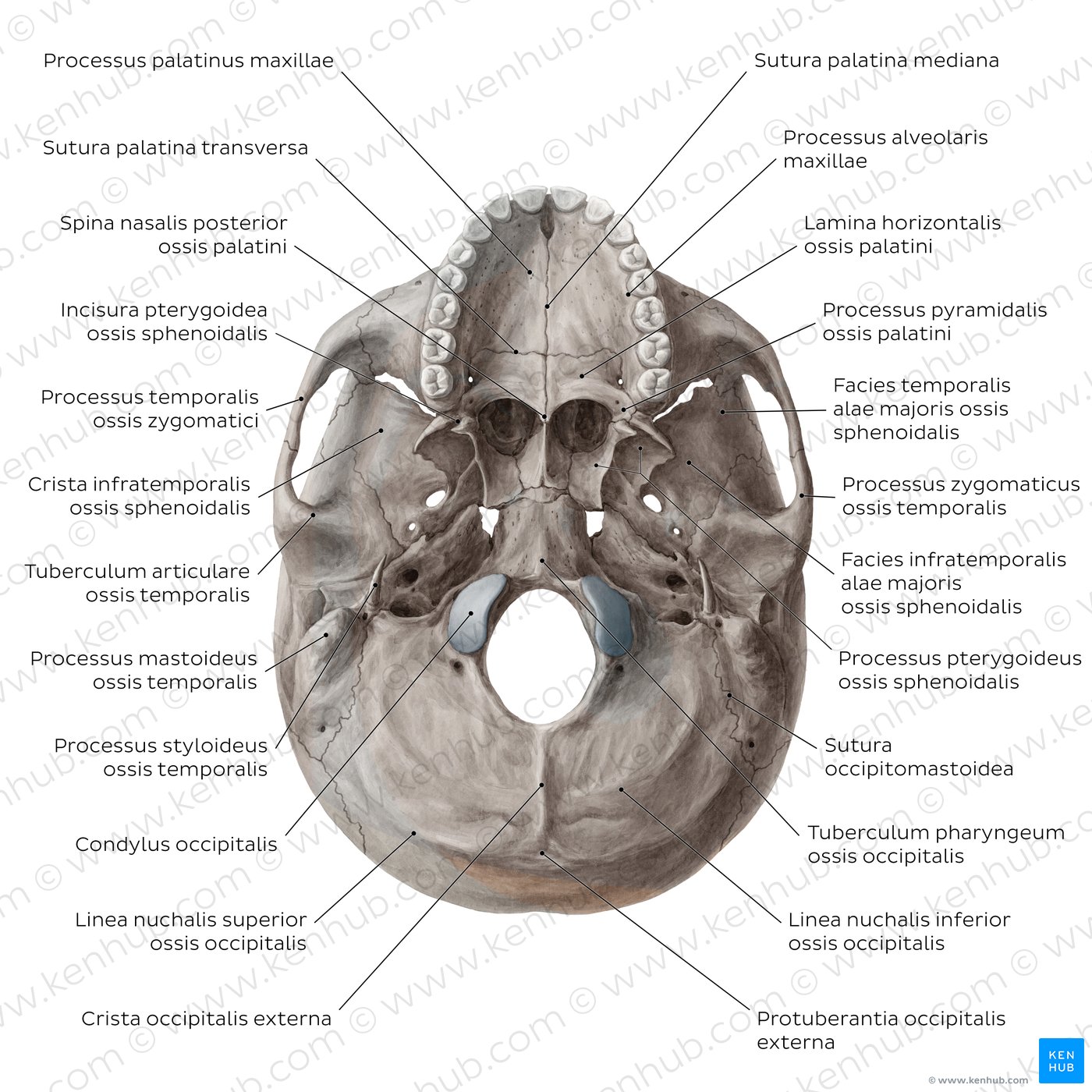 Sch del Anatomie Aufbau Und Sch delknochen Kenhub
