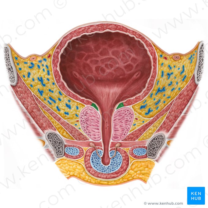 Músculo esfínter interno de la uretra (Musculus sphincter internus urethrae); Imagen: Irina Münstermann