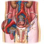 Pelvic lymph nodes and vessels