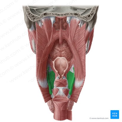 Thyroid cartilage (Cartilago thyroidea); Image: Yousun Koh