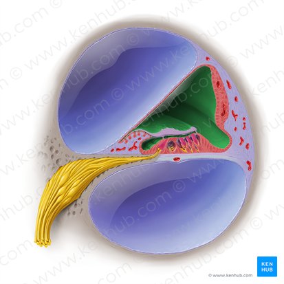 Ducto coclear (Ductus cochlearis); Imagem: Paul Kim