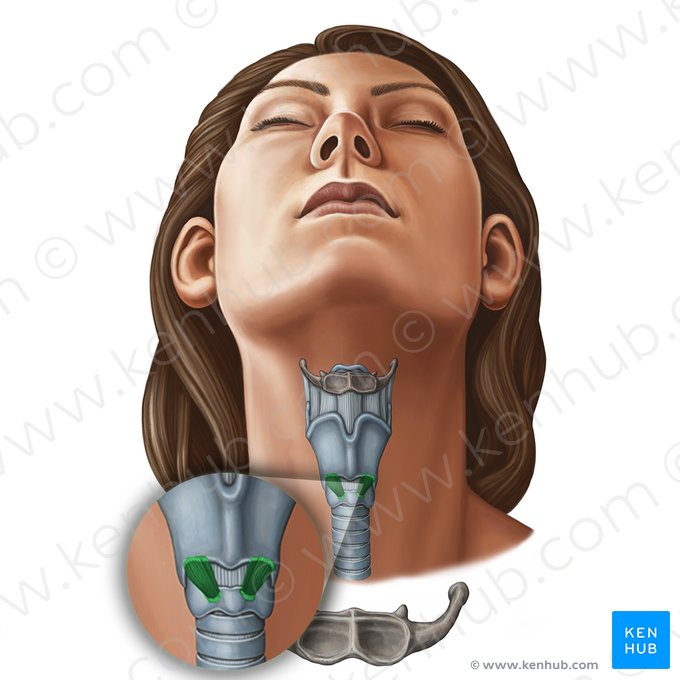 Cricothyroid muscle (Musculus cricothyroideus); Image: Irina Münstermann