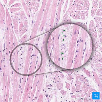 Núcleo de fibroblasto (Nucleus fibroblasti); Imagem: 