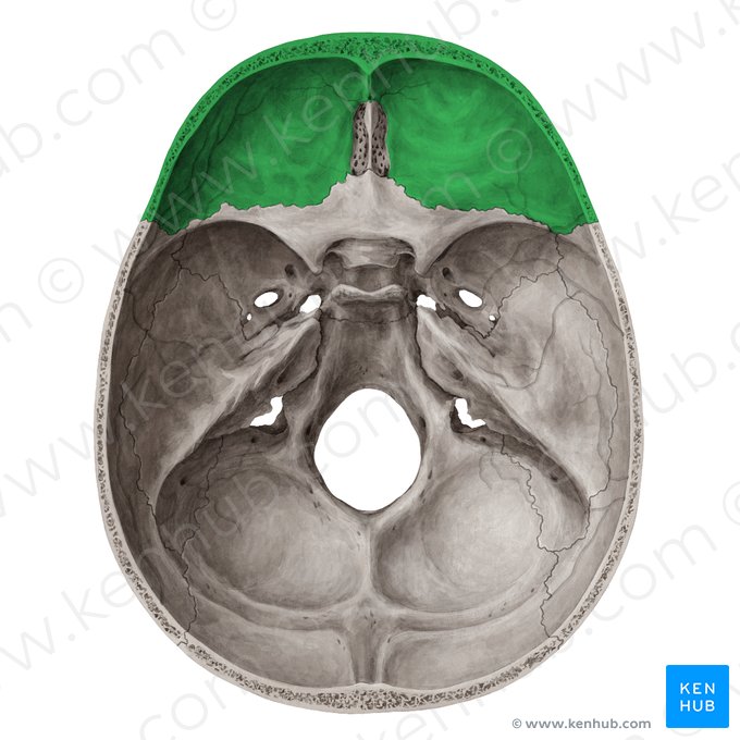 Osso frontal (Os frontale); Imagem: Yousun Koh