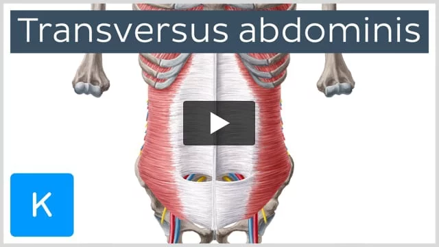 Deep transverse abdominal muscle store