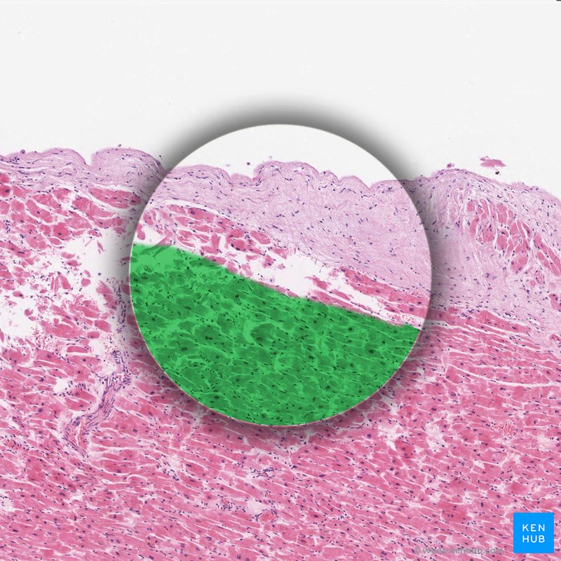 Myocardium - histological slide