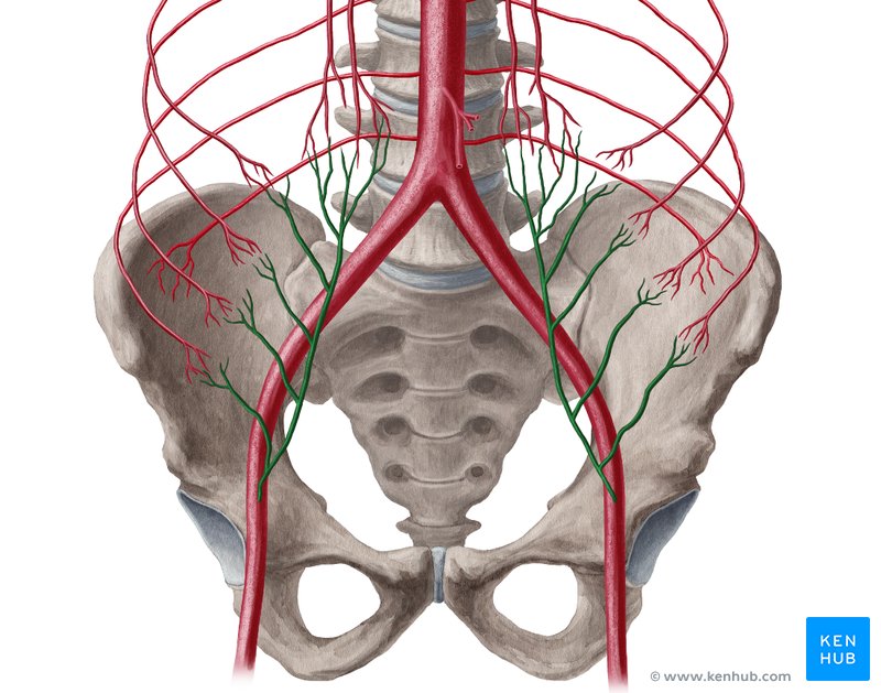 Inferior epigastric artery (arteria epigastrica inferior)