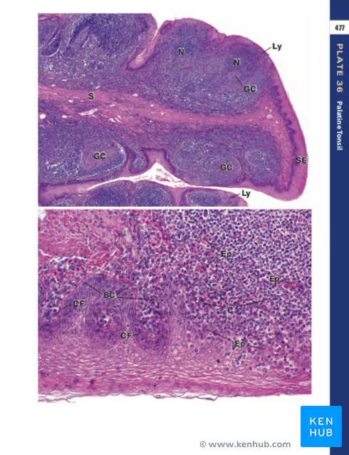 Histology: A Text and Atlas by Ross - Sample Illustration