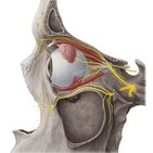 Nerves of the orbit