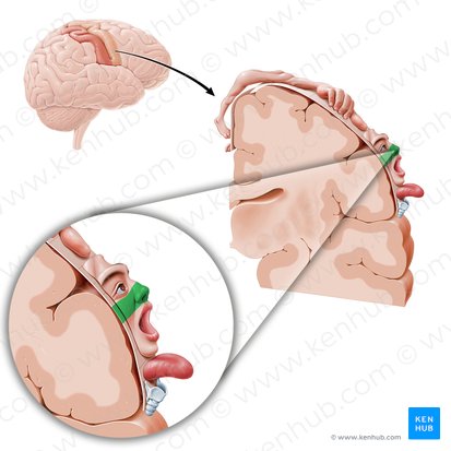 Motor cortex of nose (Cortex motorius nasi); Image: Paul Kim