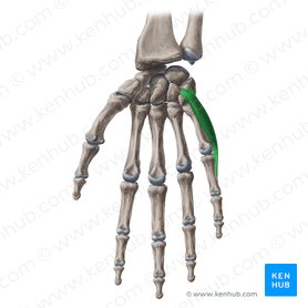 Abductor digiti minimi muscle of hand (Musculus abductor digiti minimi manus); Image: Yousun Koh