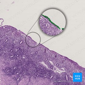 Types of tissue: Structure and function | Kenhub