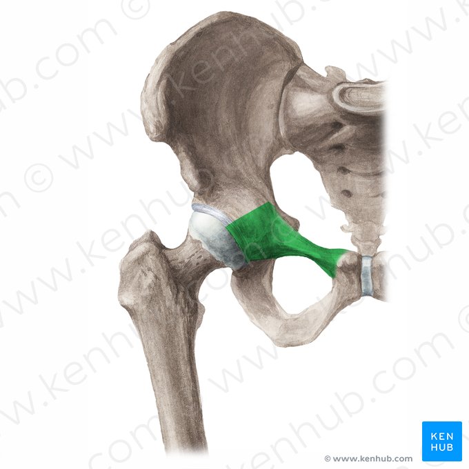 Superior ramus of pubis (Ramus superior ossis pubis); Image: Liene Znotina