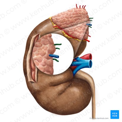Arteria suprarrenal media (Arteria suprarenalis media); Imagen: Irina Münstermann