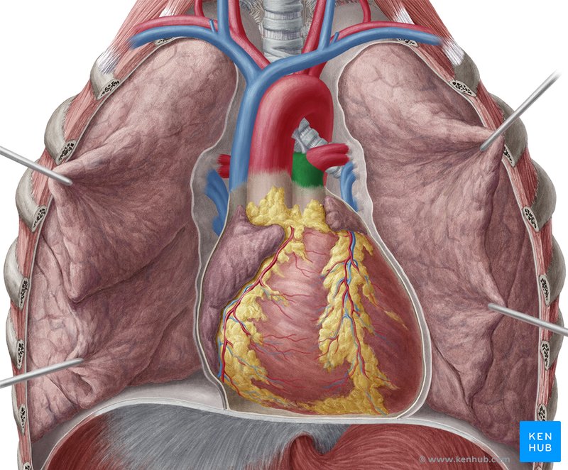 Tronco pulmonar (verde) - vista ventral