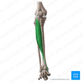 Músculo tibial anterior (Musculus tibialis anterior); Imagem: Liene Znotina