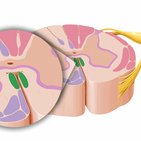 Fasciculus longitudinalis medialis