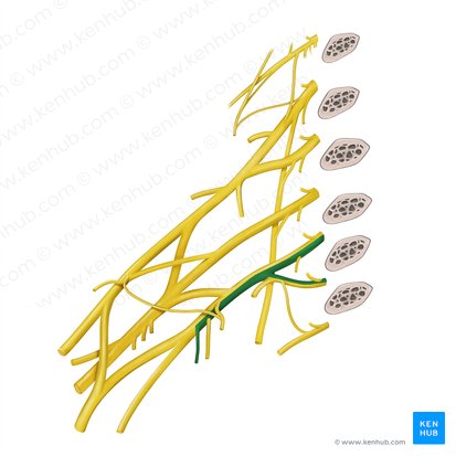 Nervus cutaneus medialis antebrachii (Innerer Hautnerv des Unterarms); Bild: Begoña Rodriguez