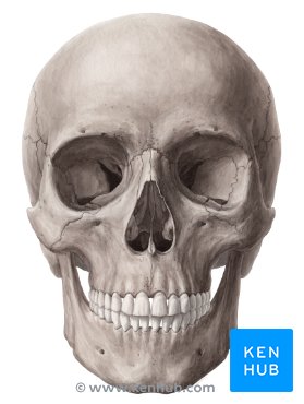 Skull: Anatomy, structure, bones, quizzes | Kenhub