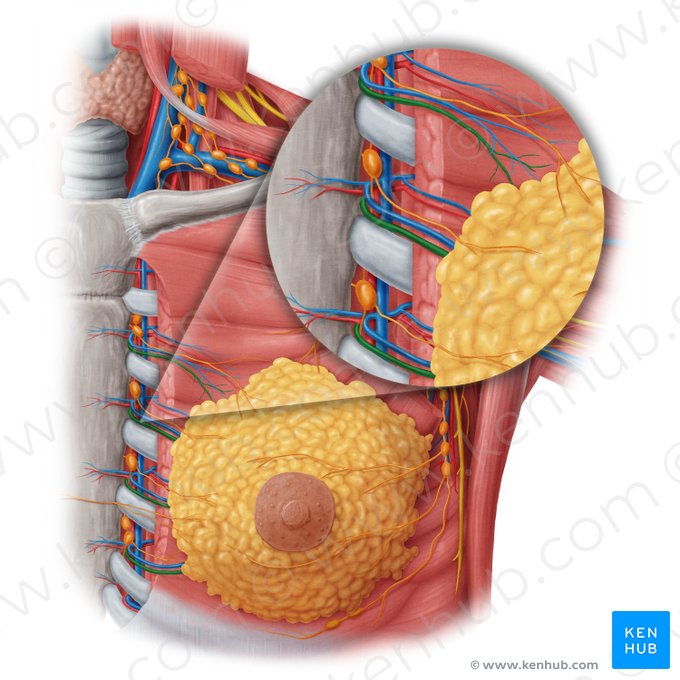 Rami mammarii mediales arteriae thoracicae internae (Mittlere Brustdrüsenäste der inneren Brustkorbarterie); Bild: Samantha Zimmerman