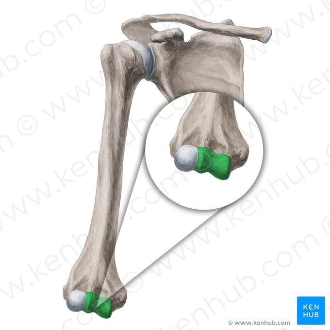 Trochlea of humerus (Trochlea humeri); Image: Yousun Koh