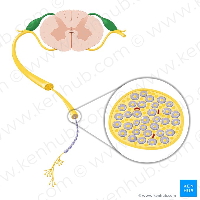 Raíz posterior del nervio espinal (Radix posterior nervi spinalis); Imagen: Paul Kim