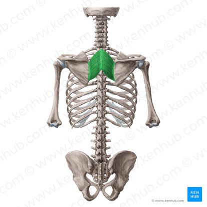 Rhomboid major muscle (Musculus rhomboideus major); Image: Yousun Koh