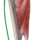 Musculus tensor fasciae latae