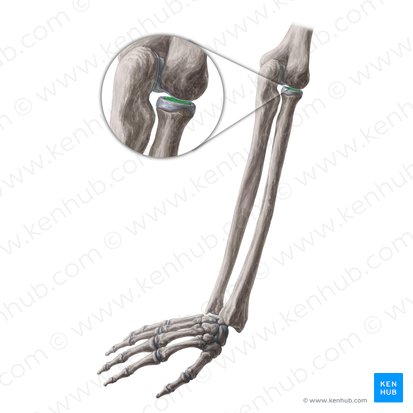 Fóvea articular da cabeça do rádio (Fovea articularis capitis radii); Imagem: Yousun Koh