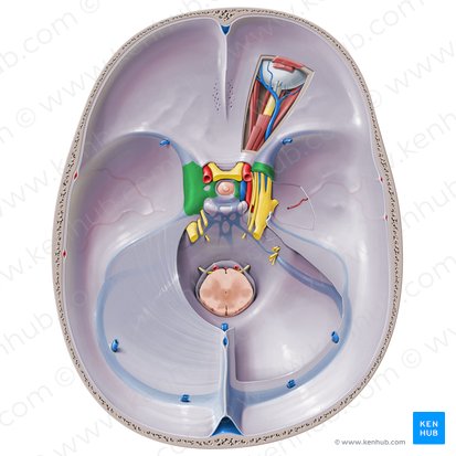 Cavernous sinus (Sinus cavernosus); Image: Paul Kim