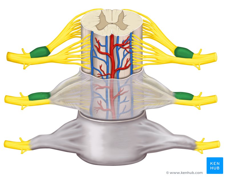 Spinalganglion Anatomie, Funktion, Erkrankungen Kenhub