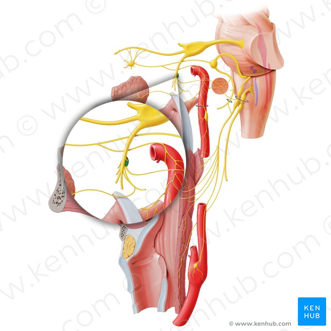 Ganglio ótico (Ganglion oticum); Imagen: Paul Kim