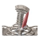 Sternocleidomastoid muscle