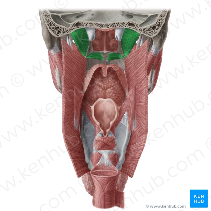 Musculus tensor veli palatini (Gaumensegelspanner); Bild: Yousun Koh