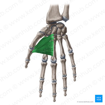 Musculus adductor pollicis (Daumenanzieher); Bild: Yousun Koh