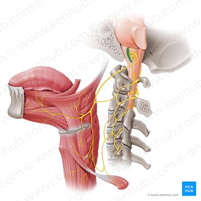 Núcleo del nervio hipogloso (Nucleus nervi hypoglossi); Imagen: Paul Kim