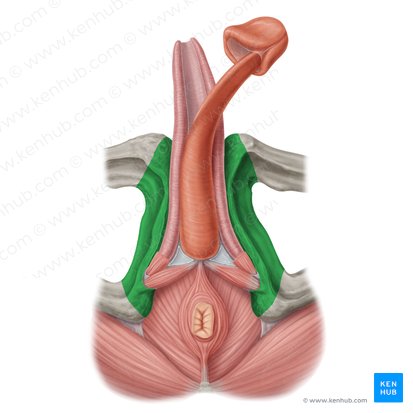 Inferior pubic ramus (Ramus inferior ossis pubis); Image: Samantha Zimmerman