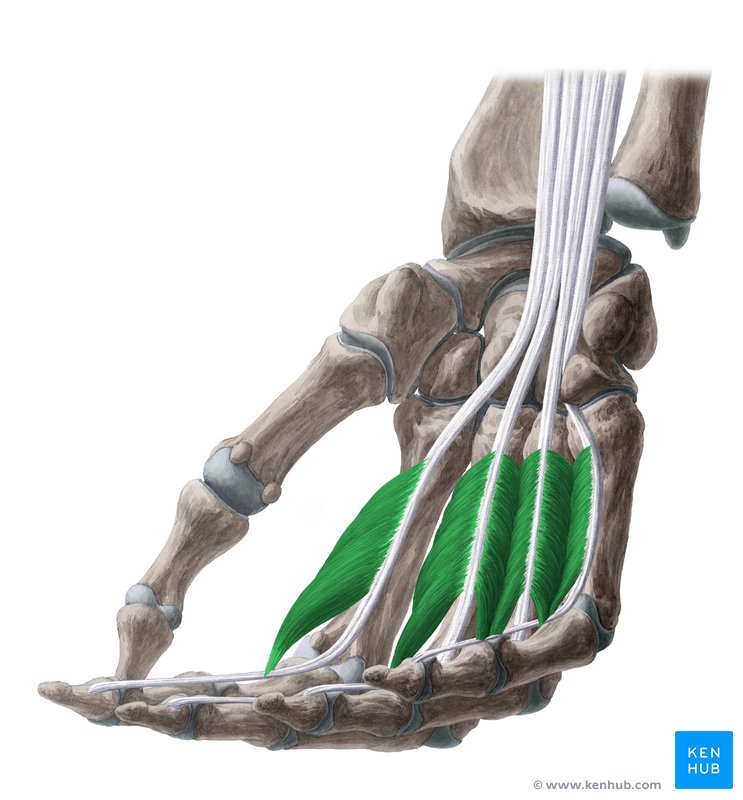 Lumbrical muscles of the hand - ventral view