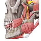 Lingual nerve