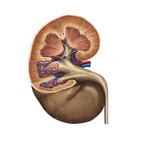 Internal structure of the kidney