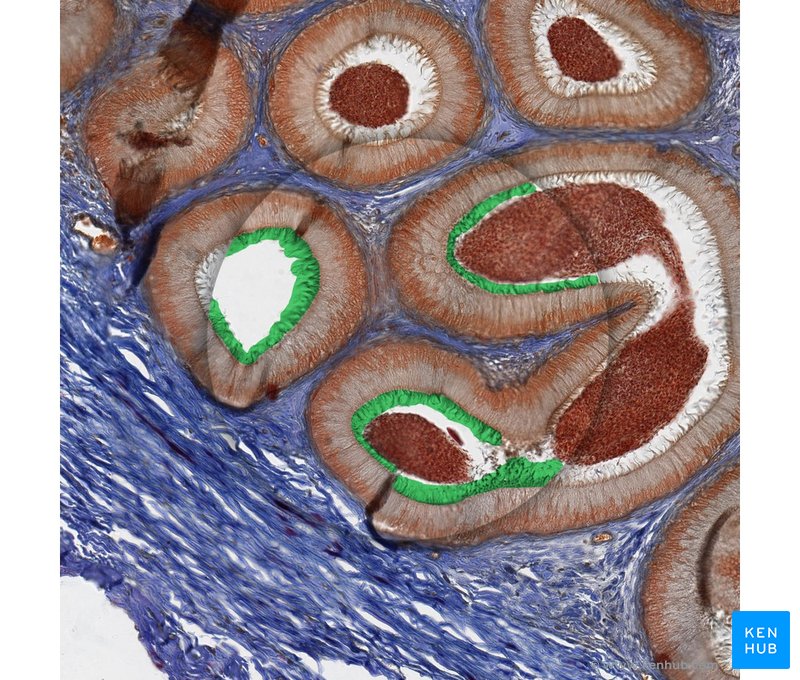 Stereocilia - histological slide