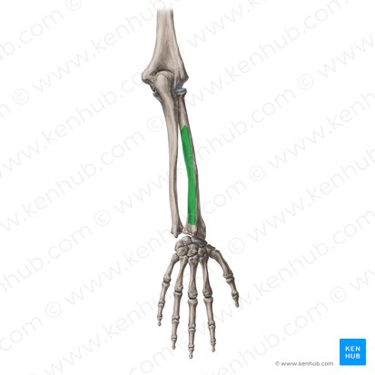 Cara posterior del radio (Facies posterior radii); Imagen: Yousun Koh